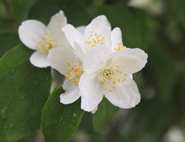 Clloseup of jasmine flower with dew drops. Selective focus clipart