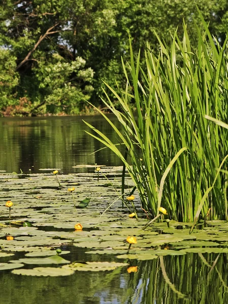 stock image Quiet summer river with yellow water lilies