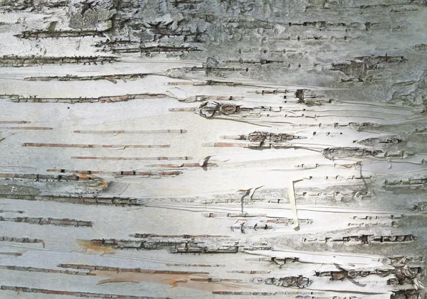 Bliska tekstury powierzchni kory brzozy — Zdjęcie stockowe