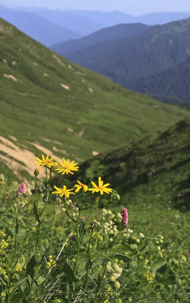 Κίτρινα λουλούδια στην πλαγιά λόφου — 图库照片