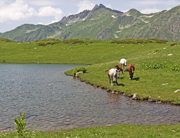 Коні на березі гірського озера — стокове фото