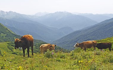 Dağların arkasında dört otlayan inek