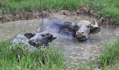 küçük gölet bir ısı saklanıyor yavrularıyla birlikte buffalo