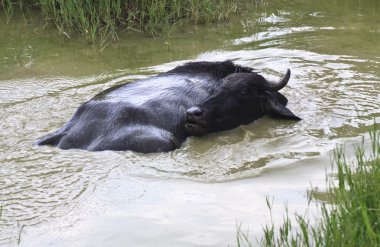 küçük gölet siyah buffalo