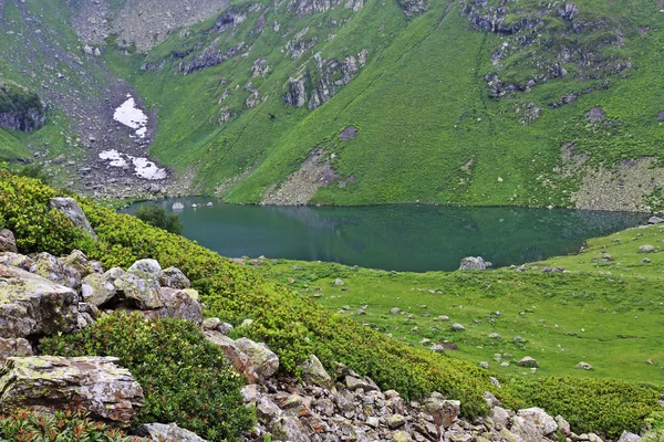 Рододендрони на березі гірського озера — стокове фото