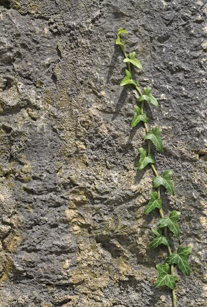 Bindweed di dinding batu — Stok Foto