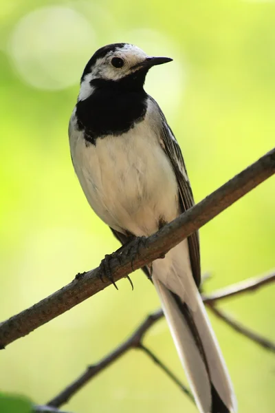 stock image White wagtail