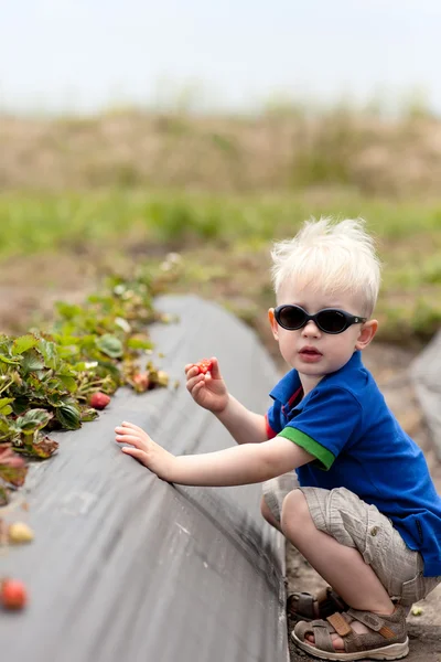 Niño recogiendo fresas —  Fotos de Stock