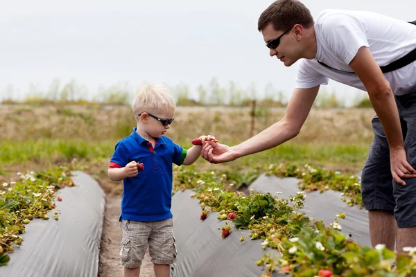 Vader en zoon plukken aardbeien — Stockfoto