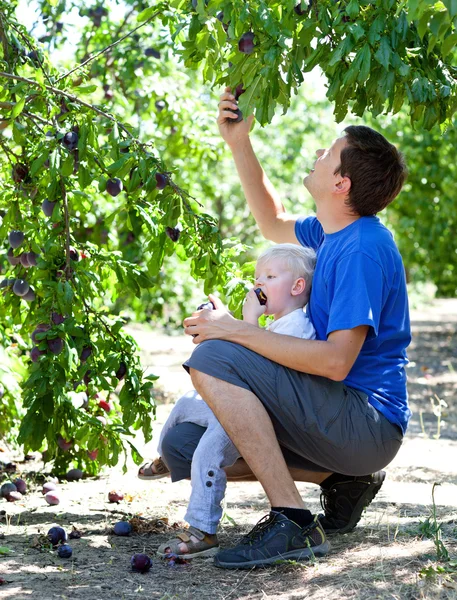 Père et fils cueillant des prunes — Photo
