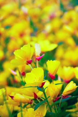 Oenothera