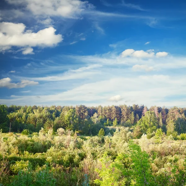 Floresta verde, céu azul — Fotografia de Stock