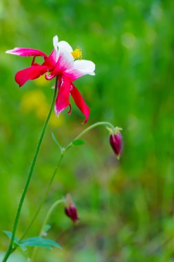 Aquilegia