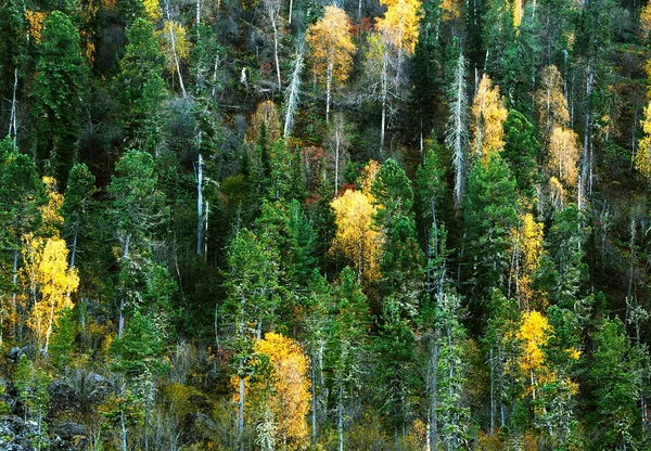 Autumn background — Stock Photo, Image