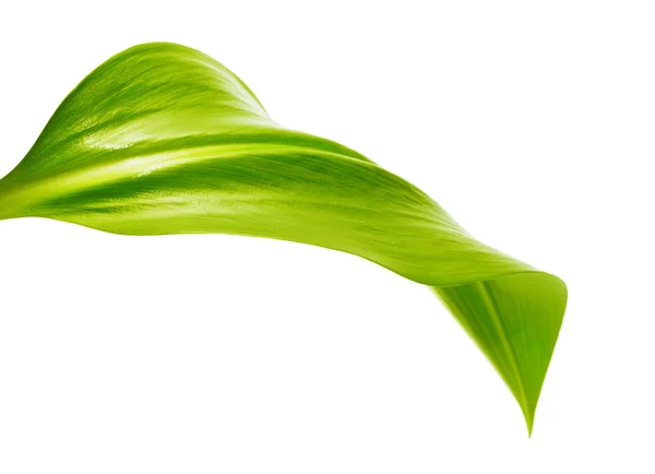 녹색 잎 — 스톡 사진