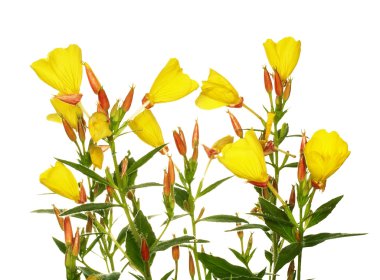 Oenothera glazioviana