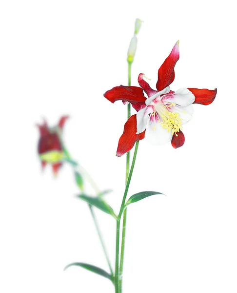 Aquilegia caerulea — Stok fotoğraf