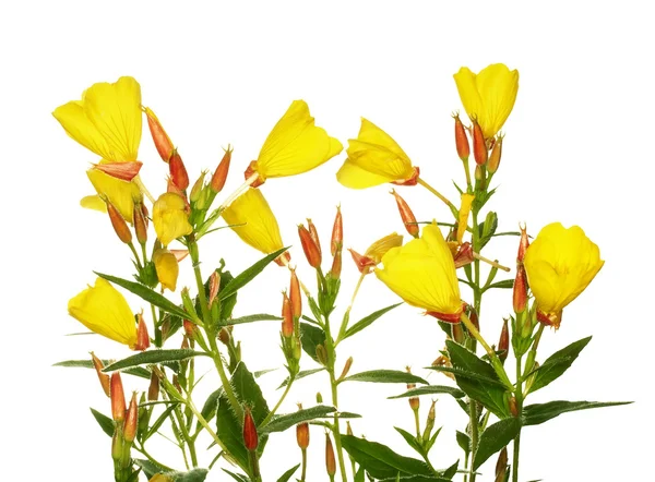 stock image Oenothera glazioviana