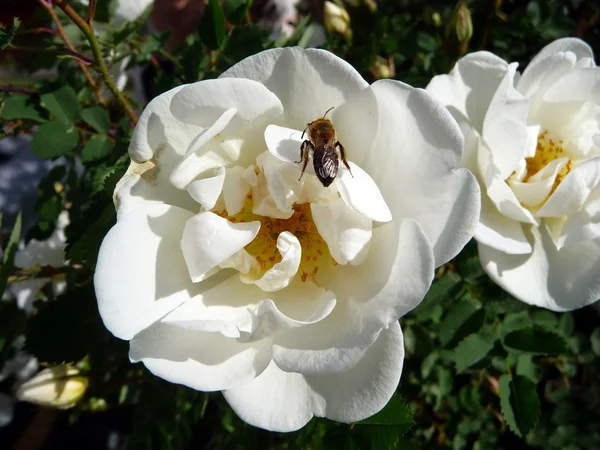 Bee on the white dogrose — Stock Photo, Image