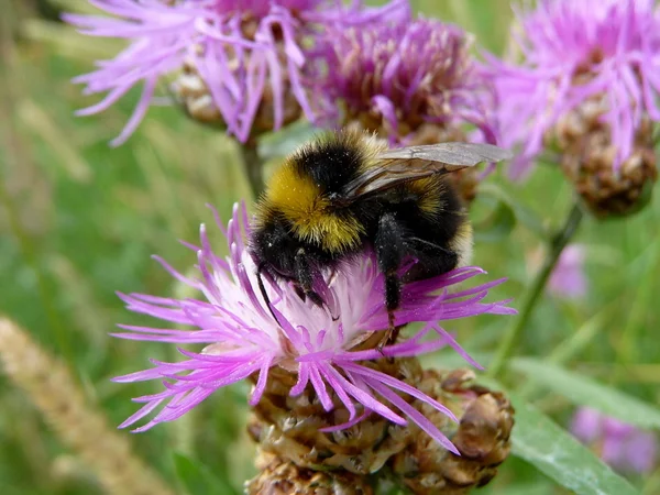 stock image Bumblebee