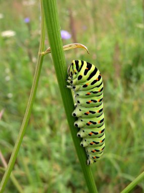 Swallowtail tırtıl