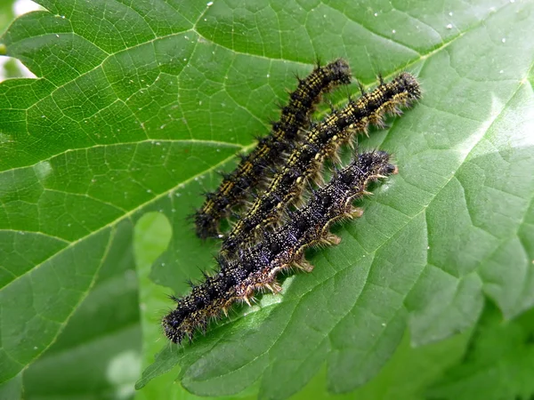 stock image Three caterpillars