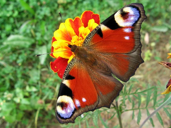 Бабочка-павлин на цветке — стоковое фото