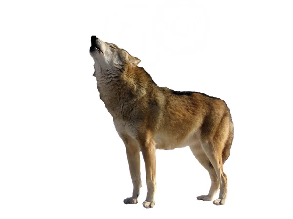 Geïsoleerde zingen wolf — Stockfoto