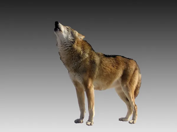 歌うオオカミ — ストック写真