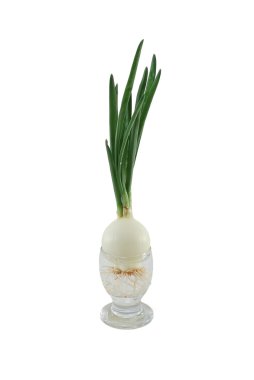 Green onions clipart