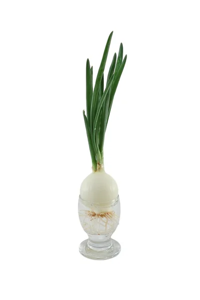 stock image Green onions