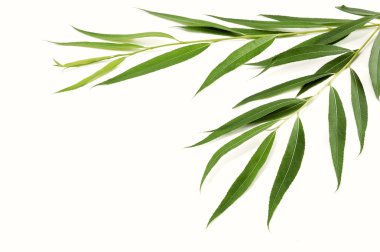 Branches of willow with green leaves clipart