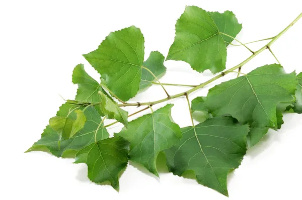Гілка тополя з зеленим листям — стокове фото