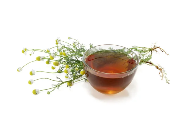 Чай с медицинской ромашкой — стоковое фото