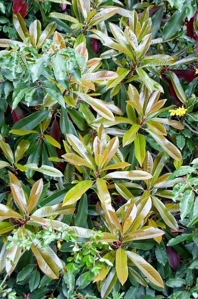 stock image Young leaves of a plant