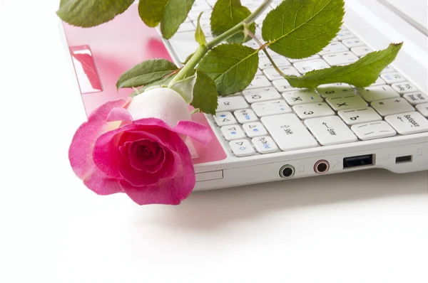 Rose sur le netbook clavier — Photo
