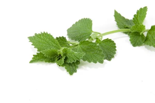 stock image Sprig lemon balm