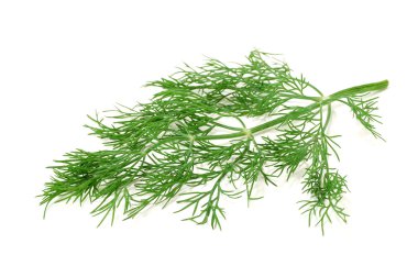 Fennel branch clipart