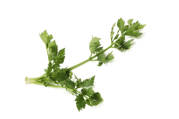 Zelené větve celeru — Stock fotografie