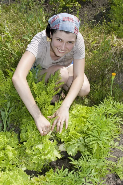 Lächelnder Gärtner im Gemüsegarten. — Stockfoto