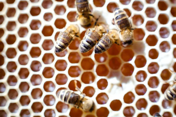 Worker bees — Stock Photo, Image