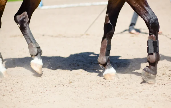 stock image The hooves of hors