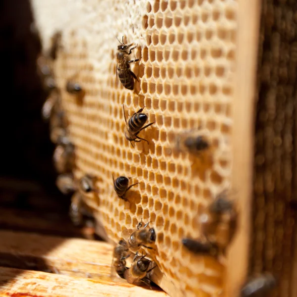 Werknemer bijen — Stockfoto
