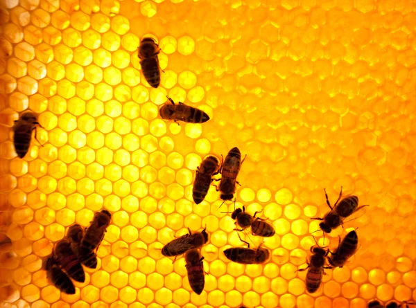 Рабочие пчелы — стоковое фото