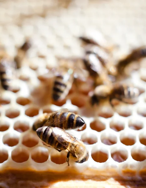Işçi arılar — Stok fotoğraf