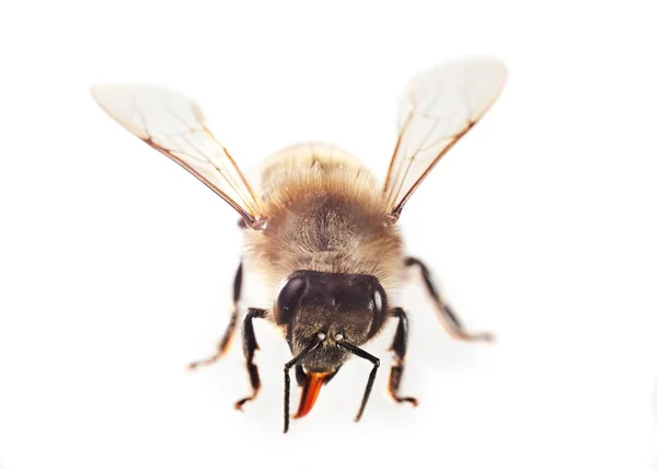 One bee — Stock Photo, Image
