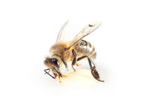 Одну бджолу — стокове фото