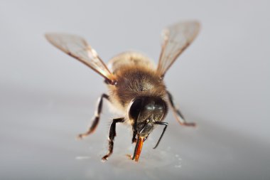 bir arı