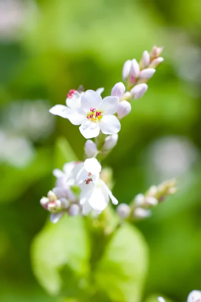 stock image Macro Flowers