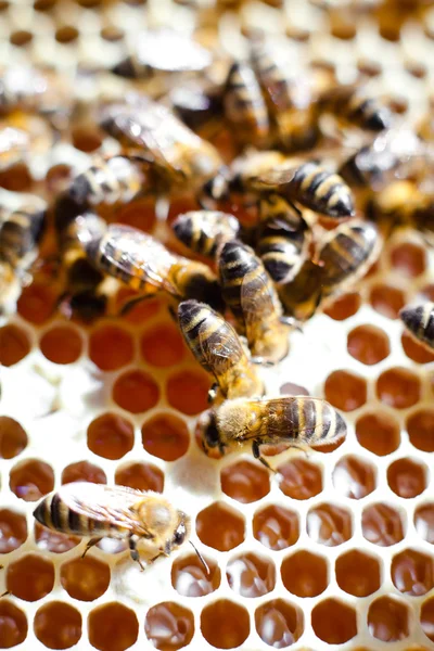 Εργάτριες μέλισσες — Φωτογραφία Αρχείου